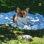 Millie is registered to the contest to win money with this photo: dog, corgi, blanket, grass, leaves, metal_bowl, ball, outdoor, sunny, shade, pet, animal, park, nature, relaxing, canine, playing, summer, daytime, resting