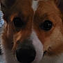 animal, brown, canine, close_up, companion, corgi, cute, dog, domestic_animal, ears, expression, face, fur, indoors, looking, pet, portrait, snout, whiskers, white