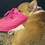 Millie joined the competition — help win amazing prizes! brown_dog, canine, carpet, closeup, collar, cozy, cute, dog, domestic_animal, floor, fur, indoor, paw, pet, pink_shoe, quiet, relaxed, resting, shoe, sleeping