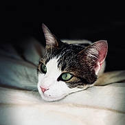 Bubutch a rejoint le concours — aidez-le/la à gagner de superbes lots ! cat, green_eyes, close_up, resting, white_blanket, soft_texture, domestic_cat, animal, pet, feline, portrait, relaxed, indoor, cute, whiskers, pink_nose, sleepy, calm, black_background, focused