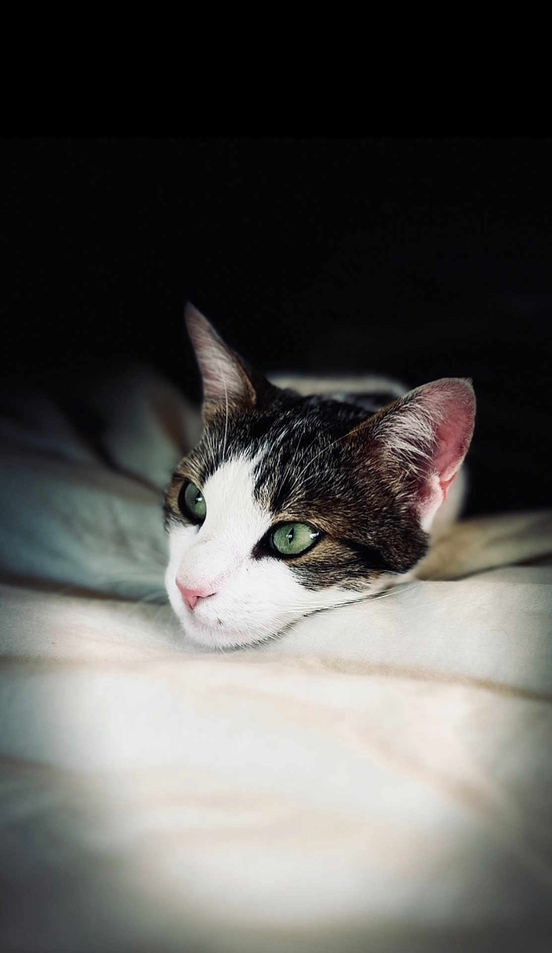 Bubutch a rejoint le concours — aidez-le/la à gagner de superbes lots ! cat, green_eyes, close_up, resting, white_blanket, soft_texture, domestic_cat, animal, pet, feline, portrait, relaxed, indoor, cute, whiskers, pink_nose, sleepy, calm, black_background, focused