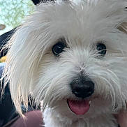 Guss participe au concours pour gagner de l'argent avec cette photo : adorable, animal, close_up, companion, cute, dog, eyes, face, fluffy, friendly, fur, happy, indoor, mammal, nose, pet, portrait, small_dog, tongue_out, white_dog