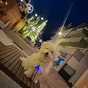 Guss participe au concours pour gagner de l'argent avec cette photo : bench, building, christmas_tree, decorations, dog, festive, glowing, happy, holiday, leash, lights, night, outdoor, pavement, pet, small_dog, street, urban, white_fur, winter