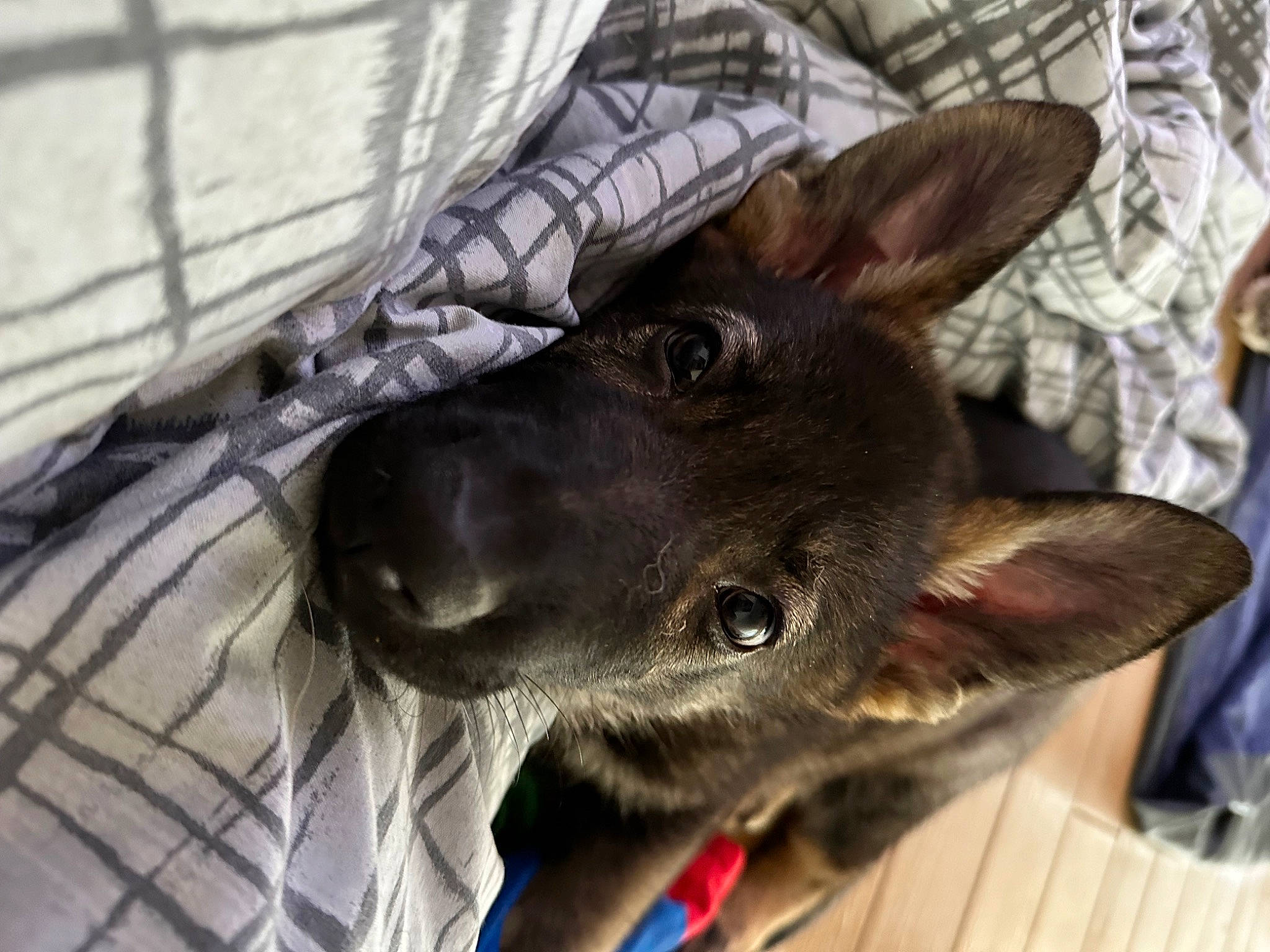 Eva joined the competition — help win amazing prizes! canidae, carnivore, collar, companion_dog, dog, dog_breed, dog_collar, ear, fang, fawn, fur, guard_dog, jaw, liver, mesh, snout, sporting_group, whiskers, working_animal, working_dog