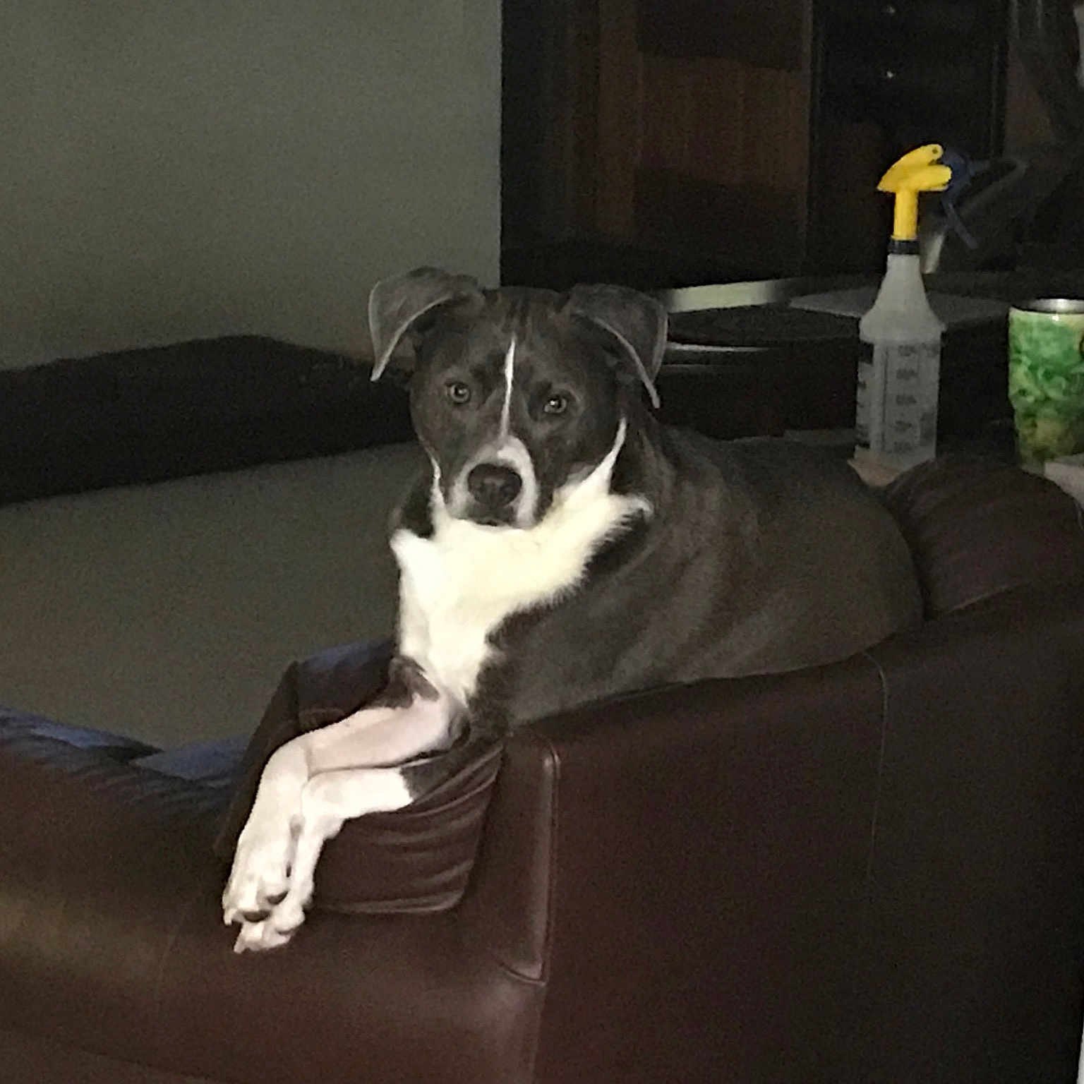 Danny Boy joined the competition — help win amazing prizes! canidae, carnivore, comfort, companion_dog, couch, dog, dog_breed, linens, living_room, room, sporting_group, studio_couch, working_animal