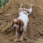Simba a rejoint le concours — aidez-le/la à gagner de superbes lots ! dog, mud, dirt, outdoor, forest, animal, pet, brown, white, fur, nature, canine, playful, messy, ground, earth, adventure, mound, collar, resting