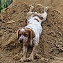 dog, mud, dirt, outdoor, forest, animal, pet, brown, white, fur, nature, canine, playful, messy, ground, earth, adventure, mound, collar, resting