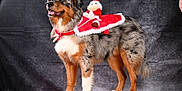 Haku participe au concours pour gagner de l'argent avec cette photo : dog, australian_shepherd, christmas_costume, festive, cape, santa_doll, wooden_platform, studio_background, pet, animal, fur, standing, portrait, holiday, red, white, black, brown, happy, cute