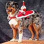 dog, australian_shepherd, christmas_costume, festive, cape, santa_doll, wooden_platform, studio_background, pet, animal, fur, standing, portrait, holiday, red, white, black, brown, happy, cute