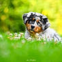 dog, puppy, australian_shepherd, grass, flowers, outdoor, nature, greenery, cute, head_tilt, fur, animal, pet, young, portrait, canine, summer, sunlight, meadow, playful