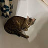 Flynn participe au concours pour gagner de l'argent avec cette photo : animal, bathroom, bathtub, cat, corner, curious, ears, eyes, floor, fur, indoor, pet, relaxed, shadow, shower_curtain, striped, tabby, tile, whiskers, white