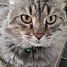 Robert a rejoint le concours — aidez-le/la à gagner de superbes lots ! cat, tabby, fluffy, gray_fur, golden_eyes, whiskers, close_up, portrait, pet, animal, collar, bell, green_bell, staring, front_view, long_hair, feline, indoor, photography, cute