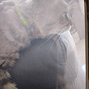 Robert a rejoint le concours — aidez-le/la à gagner de superbes lots ! cat, feline, fluffy, fur, whiskers, green_collar, close_up, side_profile, pet, animal, indoors, soft_lighting, hazy, blurry, portrait, gray_fur, white_fur, alert, looking_sideways, dramatic
