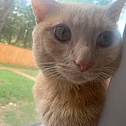 Oliver joined the competition — help win amazing prizes! backyard, big_eyes, cat, close_up, curious, daylight, ears, feline, fence, glass, grass, indoor, orange_cat, pet, pink_nose, portrait, reflection, tree, whiskers, window