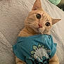 Oliver is registered to the contest to win money with this photo: bed, big_eyes, blanket, blue_shirt, cat, curious, cute, dinosaur_graphic, domestic_animal, ears, feline, fur, indoor, orange_cat, paws, pet, portrait, textile, tshirt, whiskers