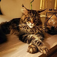 Owen Du Moulin De L Auray a rejoint le concours — aidez-le/la à gagner de superbes lots ! carnivoran, cat, cat_like_mammal, domestic_short_haired_cat, dragon_li, fauna, fur, kitten, maine_coon, mammal, norwegian_forest_cat, pixie_bob, small_to_medium_sized_cats, tabby_cat, vertebrate, whiskers