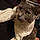Whitepaw