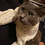 cat, gray_cat, scarf, knitted_scarf, cozy, pet, feline, whiskers, ears, fur, closeup, indoor, portrait, cute, domestic_animal, animal, curious, warm, comfort, textile