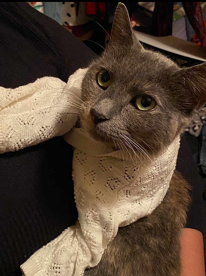 Whitepaw is registered to the contest to win money with this photo: cat, gray_cat, scarf, knitted_scarf, cozy, pet, feline, whiskers, ears, fur, closeup, indoor, portrait, cute, domestic_animal, animal, curious, warm, comfort, textile