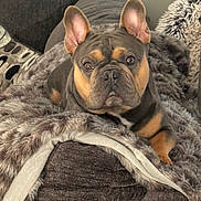 Gino is registered to the contest to win money with this photo: animal, black, blanket, brown, canine, closeup, comfortable, couch, cozy, dog, ears, eyes, french_bulldog, fur, indoor, laying, mammal, pet, portrait, resting
