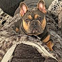 animal, black, blanket, brown, canine, closeup, comfortable, couch, cozy, dog, ears, eyes, french_bulldog, fur, indoor, laying, mammal, pet, portrait, resting