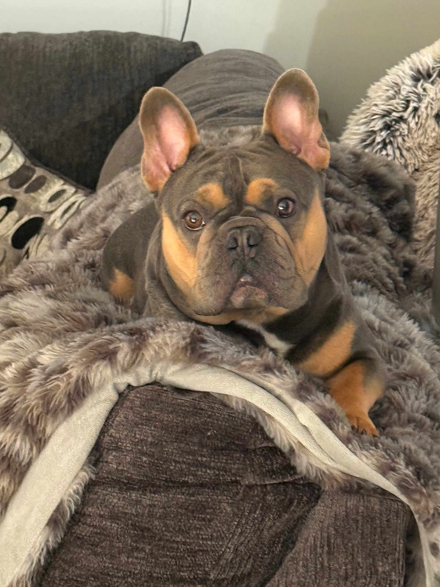 Gino is registered to the contest to win money with this photo: animal, black, blanket, brown, canine, closeup, comfortable, couch, cozy, dog, ears, eyes, french_bulldog, fur, indoor, laying, mammal, pet, portrait, resting