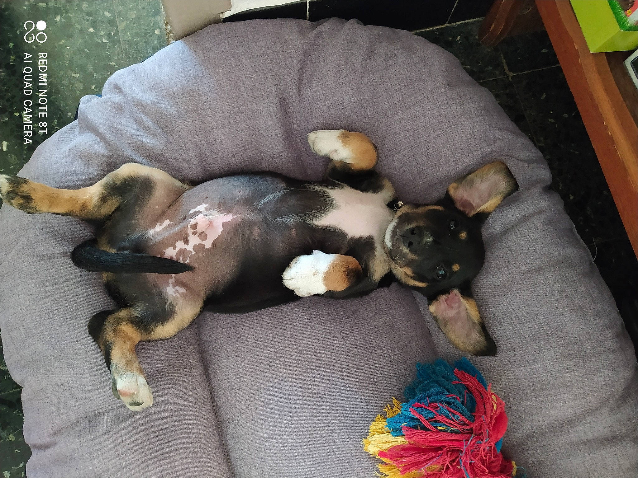 Snickers participe au concours pour gagner de l'argent avec cette photo : basenji, box, canidae, carnivore, comfort, companion_dog, couch, dog, dog_bed, dog_breed, dog_supply, fawn, felidae, hound, nap, paw, sporting_group, tail, toy_dog, working_animal