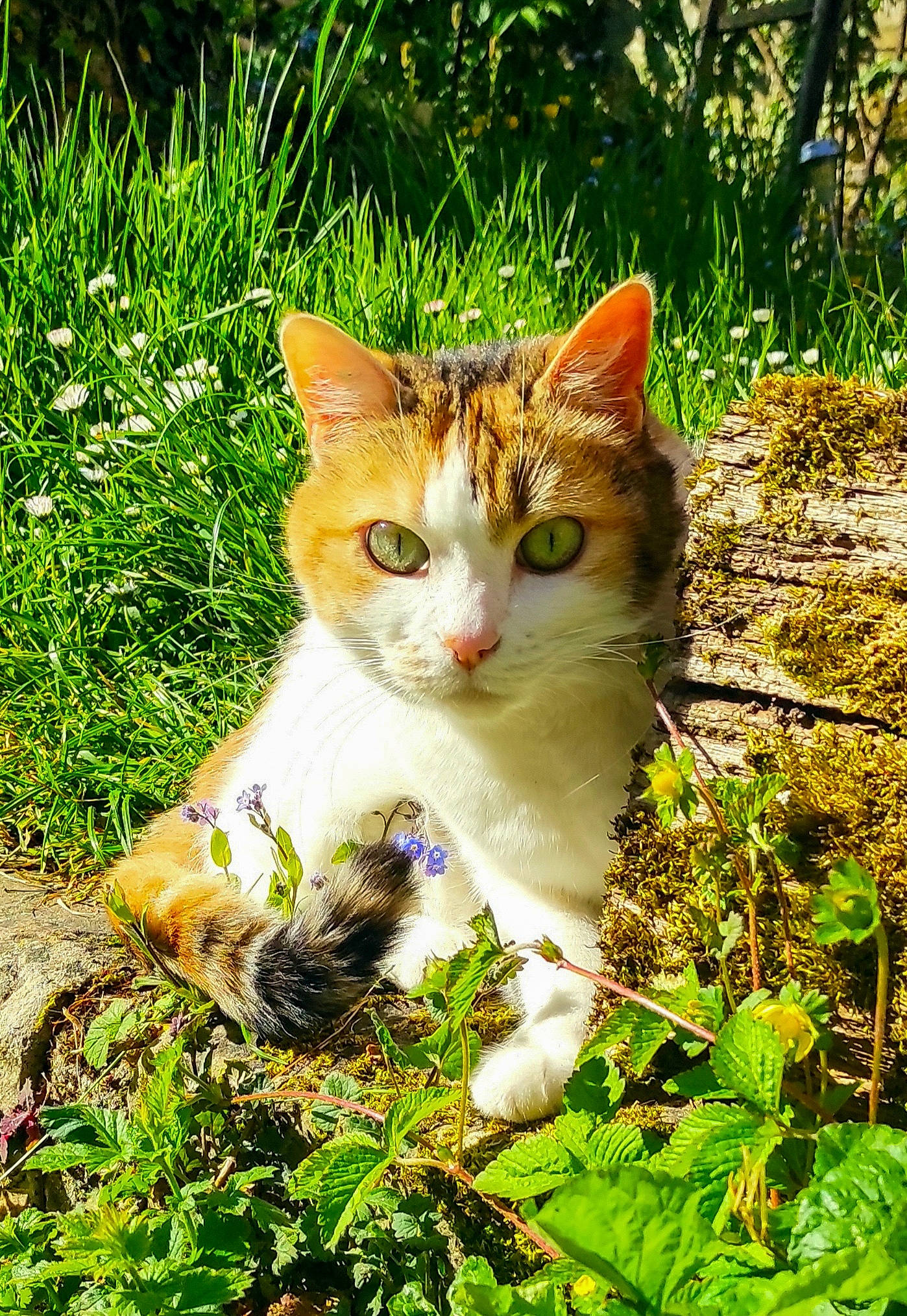 Mounette a rejoint le concours — aidez-le/la à gagner de superbes lots ! carnivore, cat, domestic_short_haired_cat, fawn, felidae, fur, grass, groundcover, landscape, natural_landscape, organism, photo_caption, plant, small_to_medium_sized_cats, snout, tail, terrestrial_animal, vegetation, whiskers, wildlife