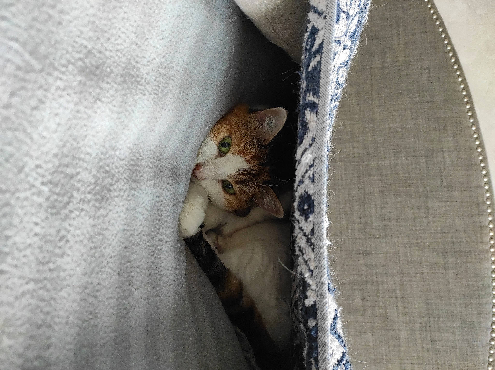 Mounette a rejoint le concours — aidez-le/la à gagner de superbes lots ! bag, carnivore, cat, claw, comfort, denim, domestic_short_haired_cat, fashion_accessory, felidae, fur, grey, jewellery, linens, pattern, paw, small_to_medium_sized_cats, tail, whiskers, wood, woven_fabric