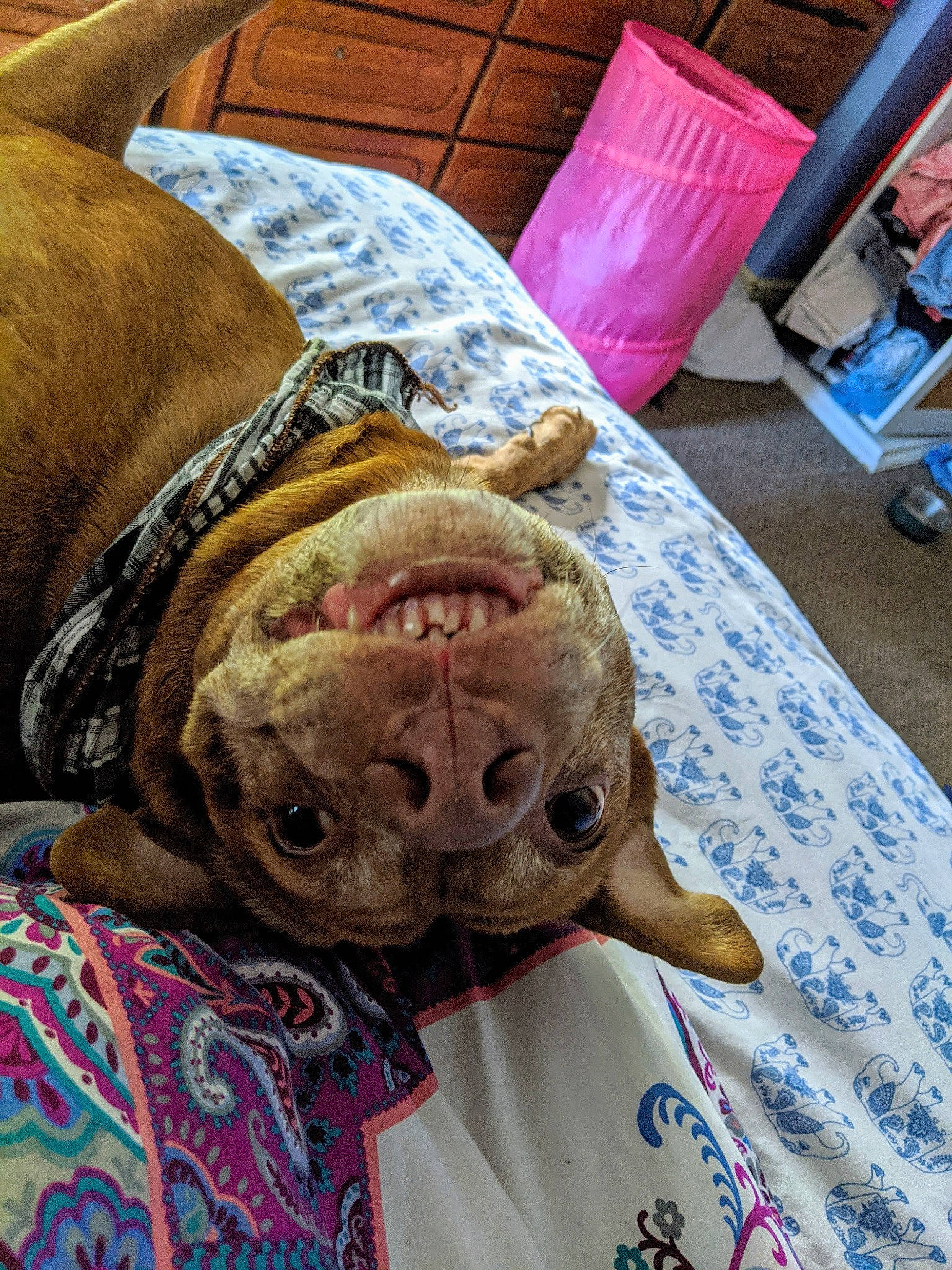 Zoey joined the competition — help win amazing prizes! american_bulldog, bulldog, canidae, carnivore, dog, dog_breed, fawn, non_sporting_group, pit_bull, snout, sporting_group, wrinkle