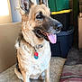 animal, canine, cardboard_box, collar, companion, dog, domestic_animal, ears_up, floor, fur, german_shepherd, household, indoor, looking_away, pet, sitting, storage_bins, tag, tile_floor, tongue_out