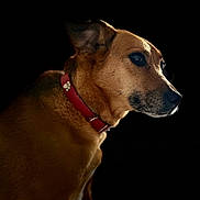 Java participe au concours pour gagner de l'argent avec cette photo : dog, pet, animal, brown_fur, collar, portrait, side_view, close_up, domestic_animal, mammal, canine, ears, snout, whiskers, fur_texture, looking_away, isolated, studio_style, black_background, vivid