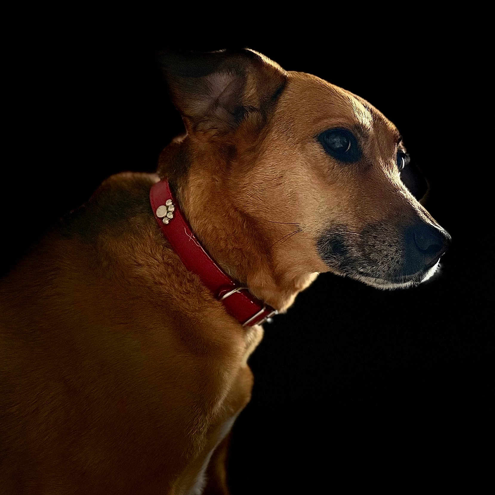 Java participe au concours pour gagner de l'argent avec cette photo : animal, black_background, brown_fur, canine, close_up, collar, dog, domestic_animal, ears, fur_texture, isolated, looking_away, mammal, pet, portrait, side_view, snout, studio_style, vivid, whiskers