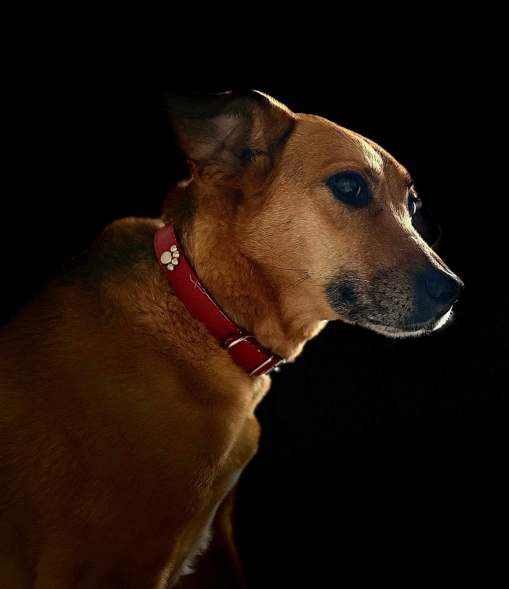 Java participe au concours pour gagner de l'argent avec cette photo : dog, pet, animal, brown_fur, collar, portrait, side_view, close_up, domestic_animal, mammal, canine, ears, snout, whiskers, fur_texture, looking_away, isolated, studio_style, black_background, vivid