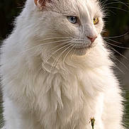 Olympe participe au concours pour gagner de l'argent avec cette photo : cat, white_cat, fluffy, heterochromia, blue_eye, yellow_eye, pet, animal, portrait, outdoor, feline, whiskers, closeup, soft_fur, nature, calm, sitting, beautiful, majestic, domestic_cat