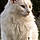 Olympe