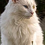 cat, white_cat, fluffy, heterochromia, blue_eye, yellow_eye, pet, animal, portrait, outdoor, feline, whiskers, closeup, soft_fur, nature, calm, sitting, beautiful, majestic, domestic_cat