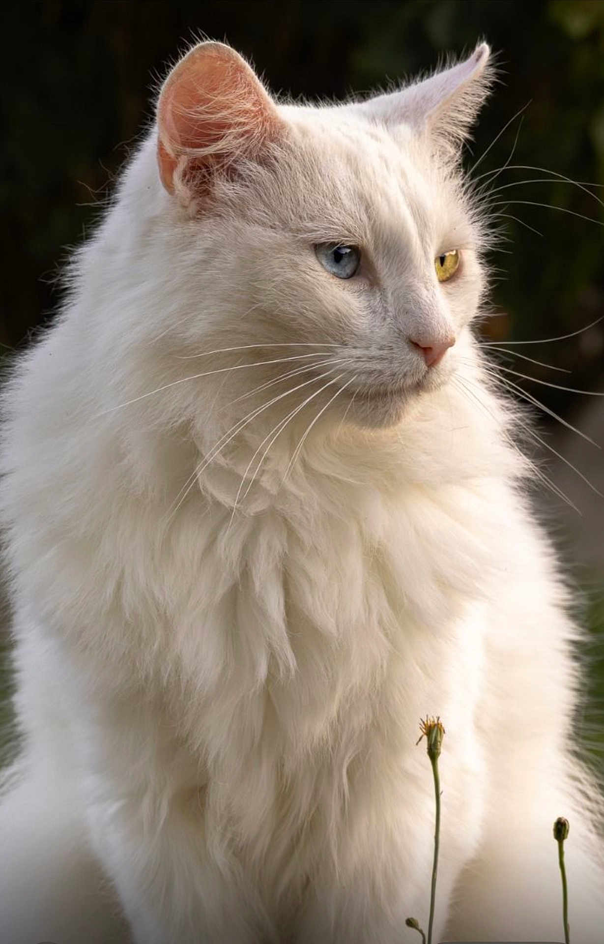 Olympe