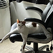 Ozzy is registered to the contest to win money with this photo: cat, office_chair, indoor, relaxed, stretching, white_cat, brown_spot, carpet, curtain, star_pattern, air_conditioner, feline, pet, leisure, comfortable, animal, home, resting, seat, black_chair