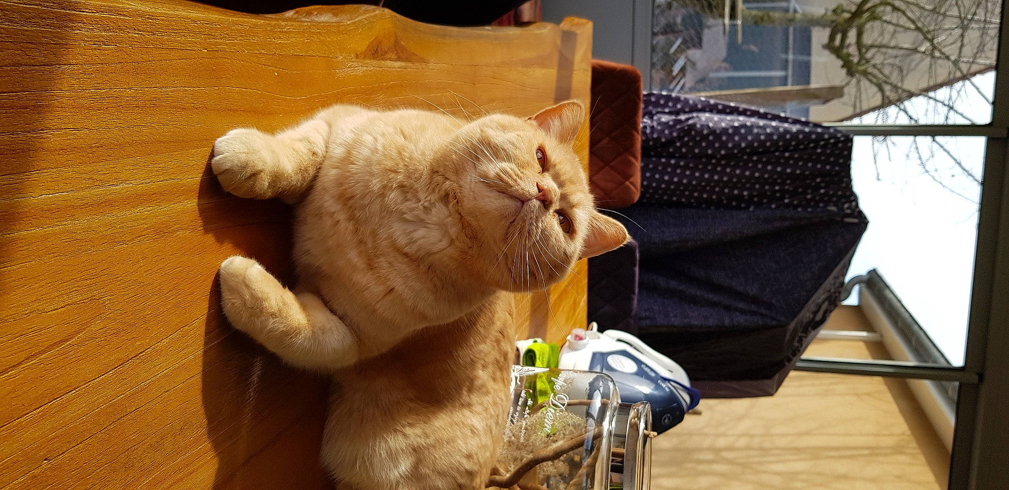 Golden a rejoint le concours — aidez-le/la à gagner de superbes lots ! art, carnivore, cat, chair, comfort, companion_dog, fawn, felidae, fur, houseplant, plush, small_to_medium_sized_cats, snout, stuffed_toy, tail, toy, whiskers, wood, wool, wrinkle