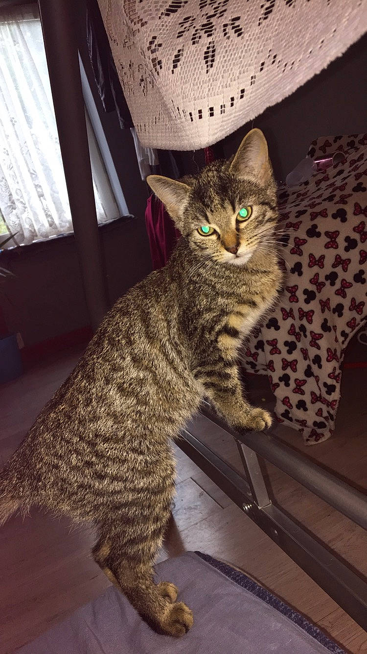 Tekuila a rejoint le concours — aidez-le/la à gagner de superbes lots ! american_shorthair, asian, australian_mist, bengal, california_spangled, carnivore, cat, domestic_short_haired_cat, dragon_li, egyptian_mau, european_shorthair, felidae, kitten, mammal, ocicat, pixie_bob, savannah, small_to_medium_sized_cats, tabby_cat, whiskers