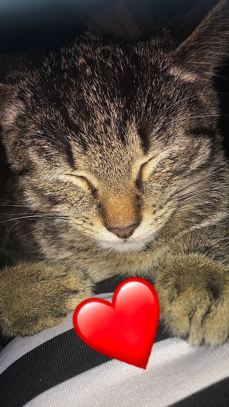 Tekuila a rejoint le concours — aidez-le/la à gagner de superbes lots ! carnivore, cat, domestic_short_haired_cat, european_shorthair, felidae, fur, heart, kitten, love, nap, organ, paw, red, sleep, small_to_medium_sized_cats, snout, tabby_cat, valentines_day, whiskers
