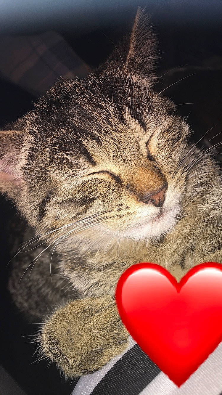 Tekuila participe au concours pour gagner de l'argent avec cette photo : asian, california_spangled, carnivore, cat, close_up, domestic_short_haired_cat, european_shorthair, felidae, fur, heart, kitten, love, nap, nose, organ, paw, small_to_medium_sized_cats, snout, tabby_cat, whiskers