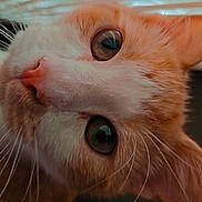 Binx joined the competition — help win amazing prizes! cat, orange_cat, white_cat, close_up, whiskers, window_blind, indoor, curious, pet, feline, face, nose, ears, eyes, animal, domestic, fur, portrait, looking_up, cute