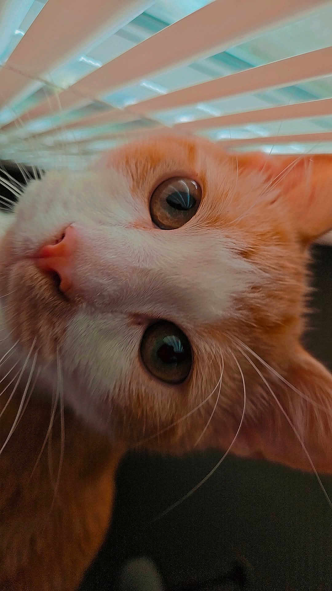 Binx joined the competition — help win amazing prizes! cat, orange_cat, white_cat, close_up, whiskers, window_blind, indoor, curious, pet, feline, face, nose, ears, eyes, animal, domestic, fur, portrait, looking_up, cute