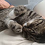 animal, cat, closeup, comfort, cozy, cute, domestic, feline, fur, indoor, nap, paw, pet, relaxing, resting, sleeping, soft, striped, tabby, whiskers