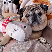 Bebe joined the competition — help win amazing prizes! dog, pug, plush_toy, quilt, blanket, cozy, pet, indoor, snuggling, cute, relaxing, animal, stuffed_animal, patterned, brown, small_dog, face, paw, toy, comfort