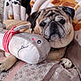 dog, pug, plush_toy, quilt, blanket, cozy, pet, indoor, snuggling, cute, relaxing, animal, stuffed_animal, patterned, brown, small_dog, face, paw, toy, comfort