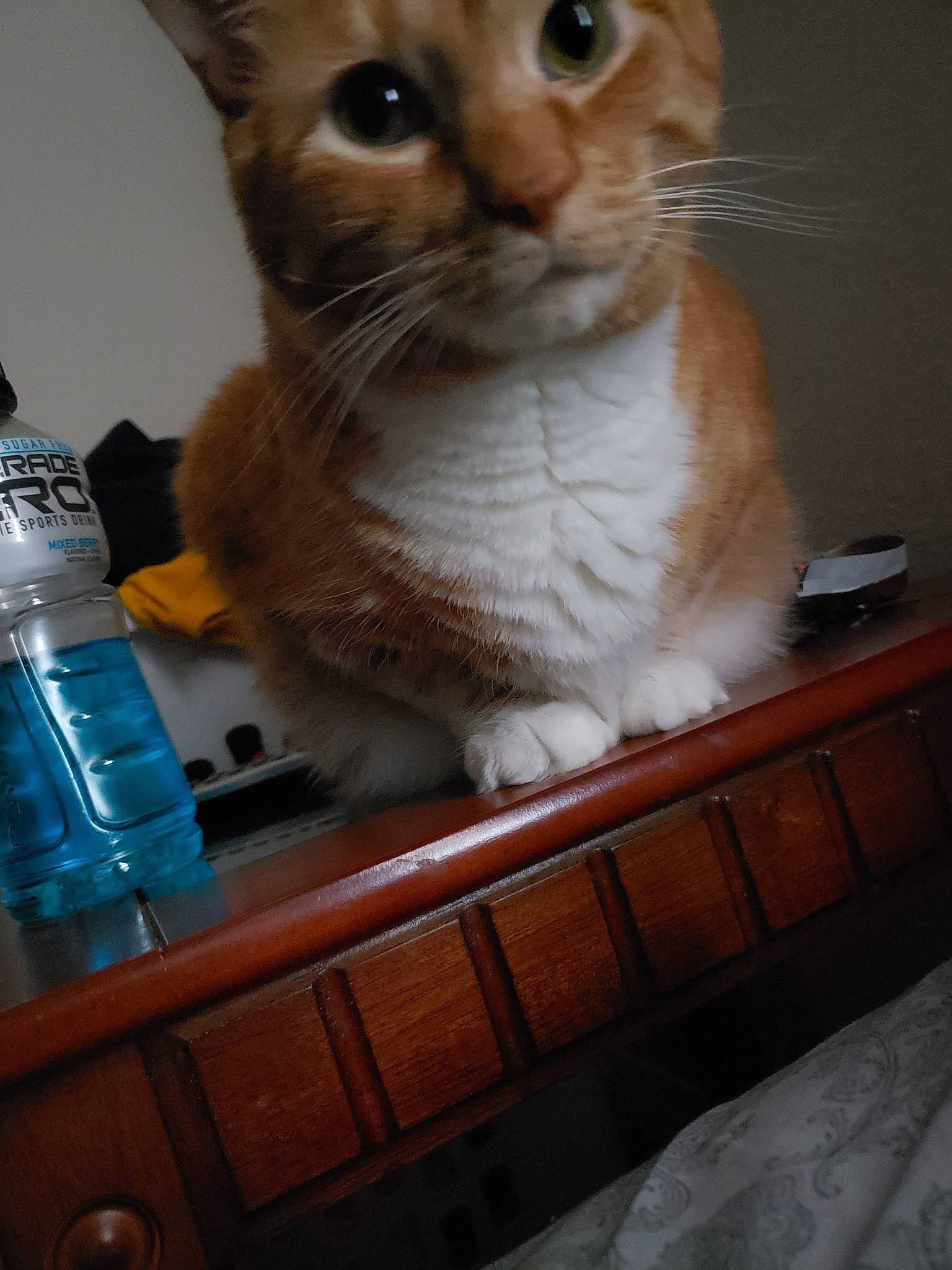 Scooter joined the competition — help win amazing prizes! asian, bottle, carnivore, cat, domestic_short_haired_cat, european_shorthair, felidae, kitten, plastic_bottle, small_to_medium_sized_cats, tonkinese, whiskers