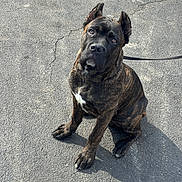 Bruh joined the competition — help win amazing prizes! big_paws, black_muzzle, brindle_coat, close_up, companion, dog, ears, eyes, head_tilt, leash, looking_up, outdoors, pavement, pet, portrait, shadow, short_hair, sitting, texture_asphalt, white_chest